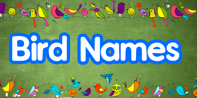 what are birds names in english